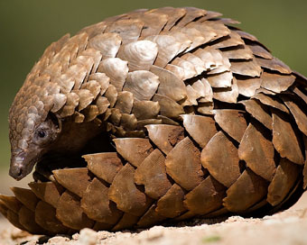 Pangolin (file photo)