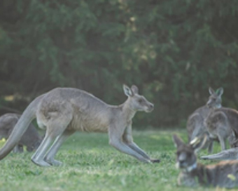 Australian man arrested over deaths of 98 kangaroos