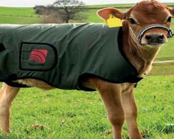 Winter gift: UP jail inmates make coats for cows