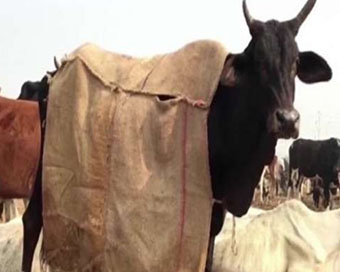 Cow wearing coat (file photo)