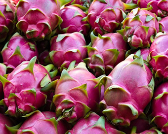 Dragon fruit