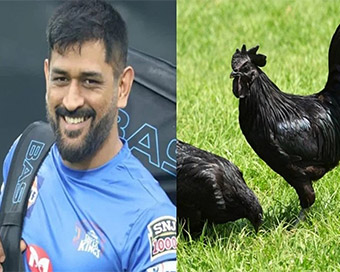 Will Dhoni