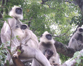 Langurs (file photo)