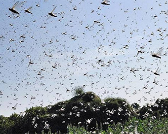 Locust attack: Delhi issues advisory for spraying pesticides