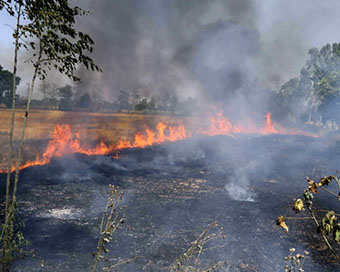 Stubble burning